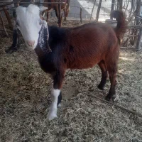 کهره نر