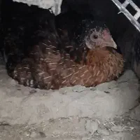 مرغ کرچ با۱۰تاتخم بوغلمون برنزانگلیسی اصل