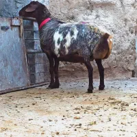میش داشتی جوان ابستن ازقوچ پلنگی هترو گوسفندبره بز