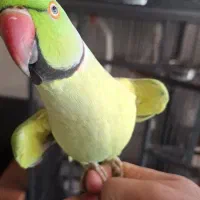 ملنگو نر فول دستی سخنگو  بی نظیر