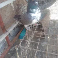 کفتر