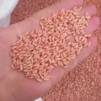 گندم دیم بوجاری شده  مادری مخصوص بذر