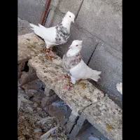 طوقی