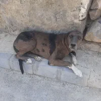 ماده سگ
