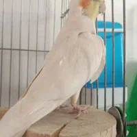 عروس هلندی نر
