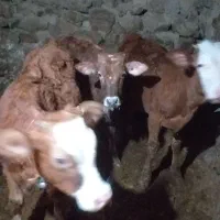 چهار عدد گوساله سیمنتال یک عددنر سه تا ماده