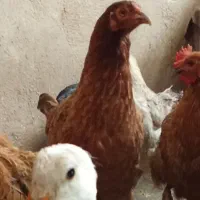 مرغ کوردی 750000