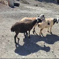 میش
