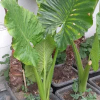 گیاه بابا آدم غول پیکر ( فروش عمده )