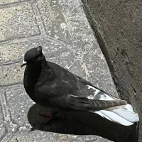 کیورک دم سفید