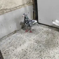 کبوتر شهرستانی هفرنگ