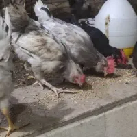 مرغ وخروس گلین 6ماهه