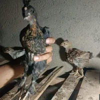 فروش جوجه محلی ۶۰ روزه سالم و واکسینه