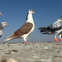 سده سرخ نر بدون ایراد