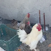 مرغ و خروس