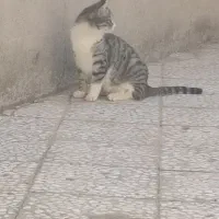 گربه بابچه هاش
