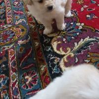 واگذاری ۴تا سگ آپارتمانی