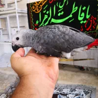 جوجه کاسکو داخلی حلقه پا