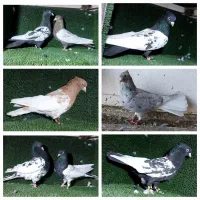 کله زرد و سیاه و سینه ای