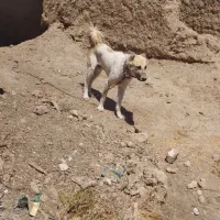 سگ گله|سگ|قائن, |دیوار