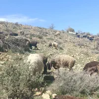 نیازمند چوپان