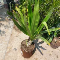 گل ذرتی و نخل زینتی