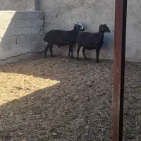 میش قزل افشار جوان