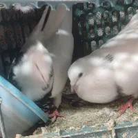 کفتر کلفه