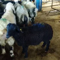 بره|حیوانات مزرعه|نجف‌آباد, جلال آباد|دیوار