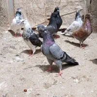 کبوتر|پرنده|بیله سوار, |دیوار
