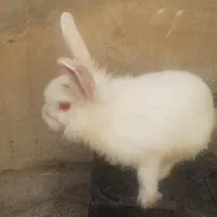 خرگوش خونگی  قیمت ۲۵۰ هزار