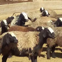 خوراک پرواری، شیری،داشتی