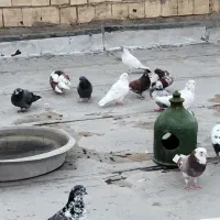 کبوتر گرفتنی
