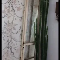 گل‌آپارتمانی