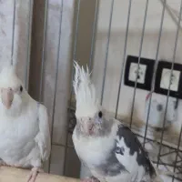 یک جفت عروس هلندی آلبینو دوکت نر سخنگو