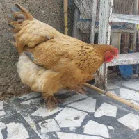 مرغ برهما تخم گذار