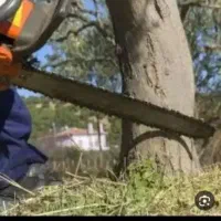 خرید درخت سرپا و برش خورده.برش و هرس رایگان