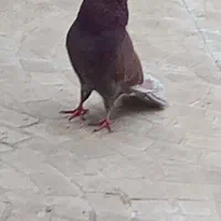 نر کبو تر