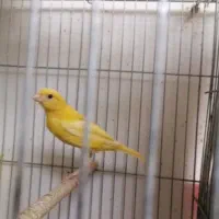 قناری نر و ماده