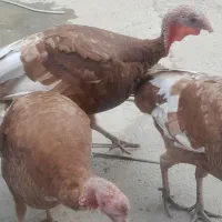 بوقلمون