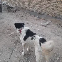 سگ.