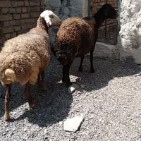 میش تخمی جوان یکی آبستن سنگین