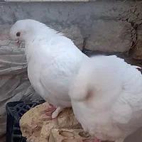 کفتر سفید مهرکفتر