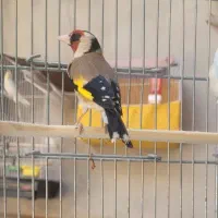 سهره نر بخون