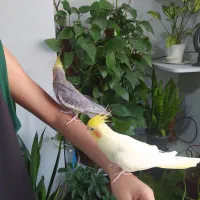 عروس هلندی مولد