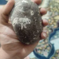 سنگ فسیل قدیمی