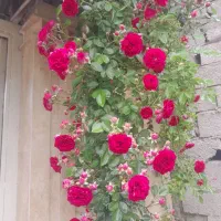 نیاز ب فروشنده