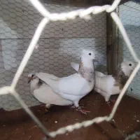 کبوتر