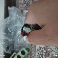 سهره بروجردی ماده