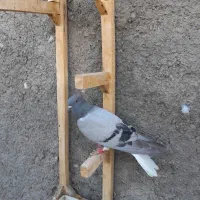 کفتر پرشی